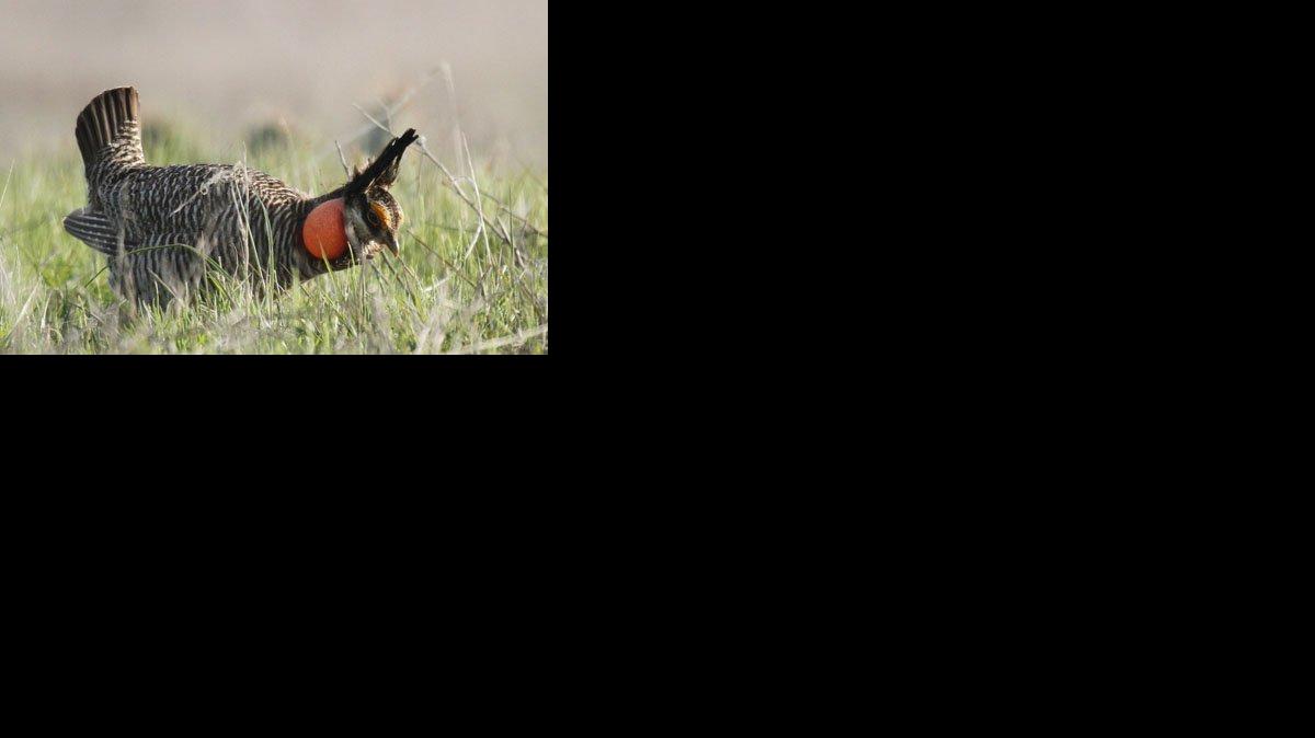 A male lesser prairie chicken displays in Edwards County. The government's decision to designate the bird as a threatened species prompted anxiety among landowners and threats of defiance from politicians in its five-state habitat.