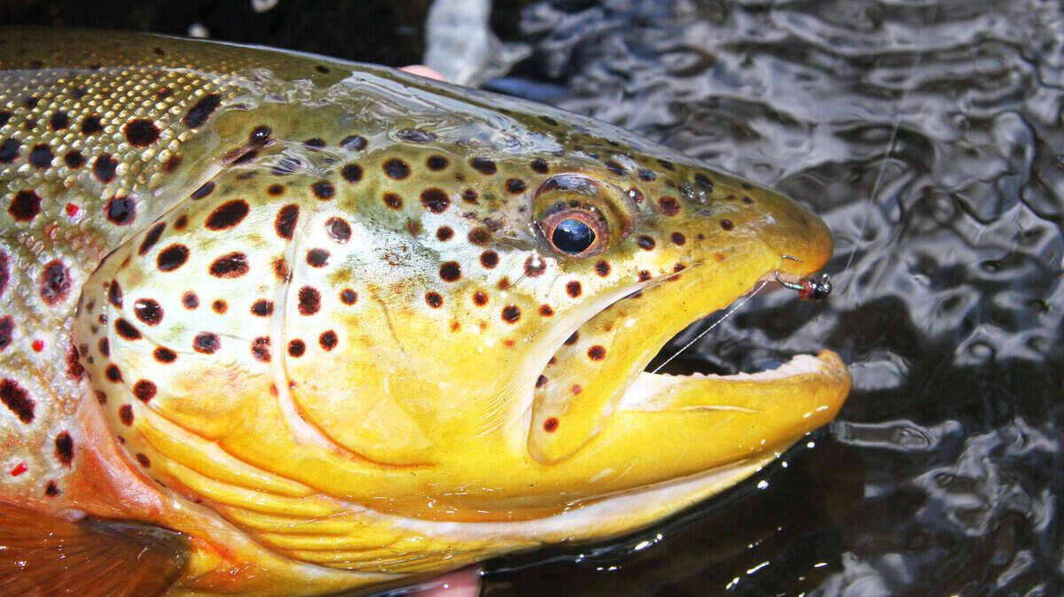 FILE photo. Here is a brown trout.