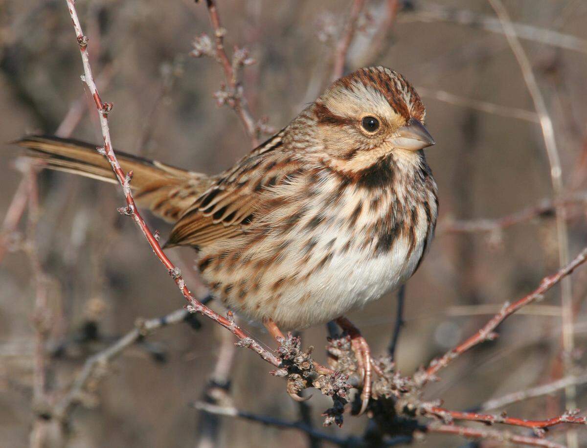 A song sparrow is seen in this file photo.