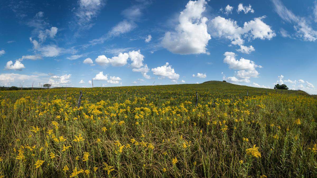 Goldenrod blooms in a pasture along highway 177 north of Council Grove in this photo from 2022. Kansas is home to many species of wildflowers.