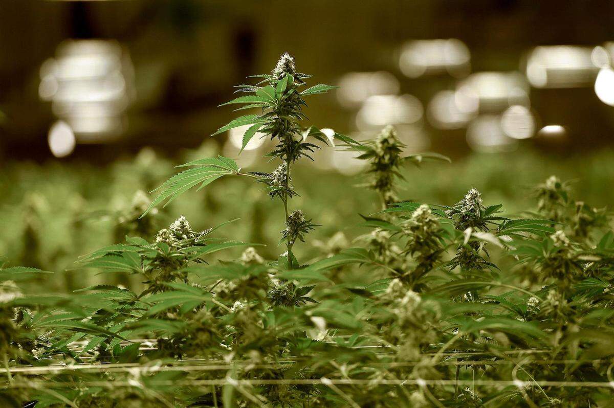 Is this the year that medical marijuana finally becomes legal in Kansas? Some in the industry think it is.