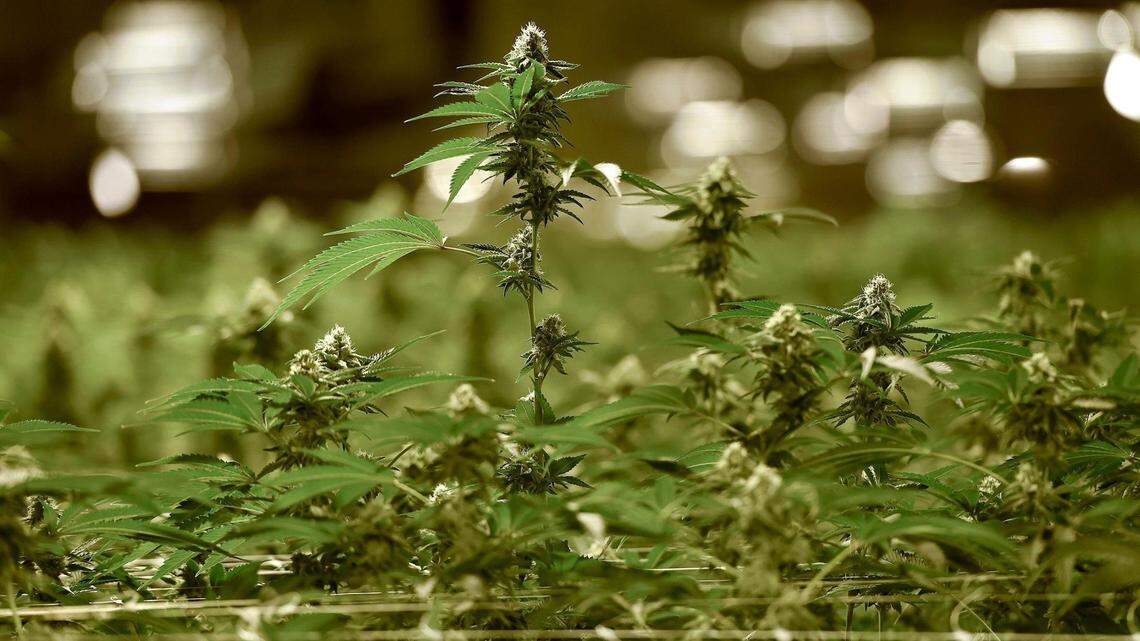 Efforts to legalize medical marijuana in KS failed — but thousands are getting weed from MO