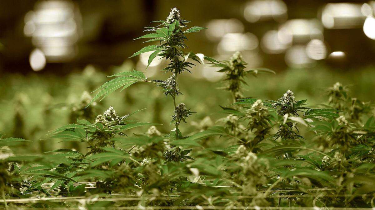What would a federal reclassification of marijuana mean for Kentucky’s budding medical cannabis industry? Tax relief, for one.