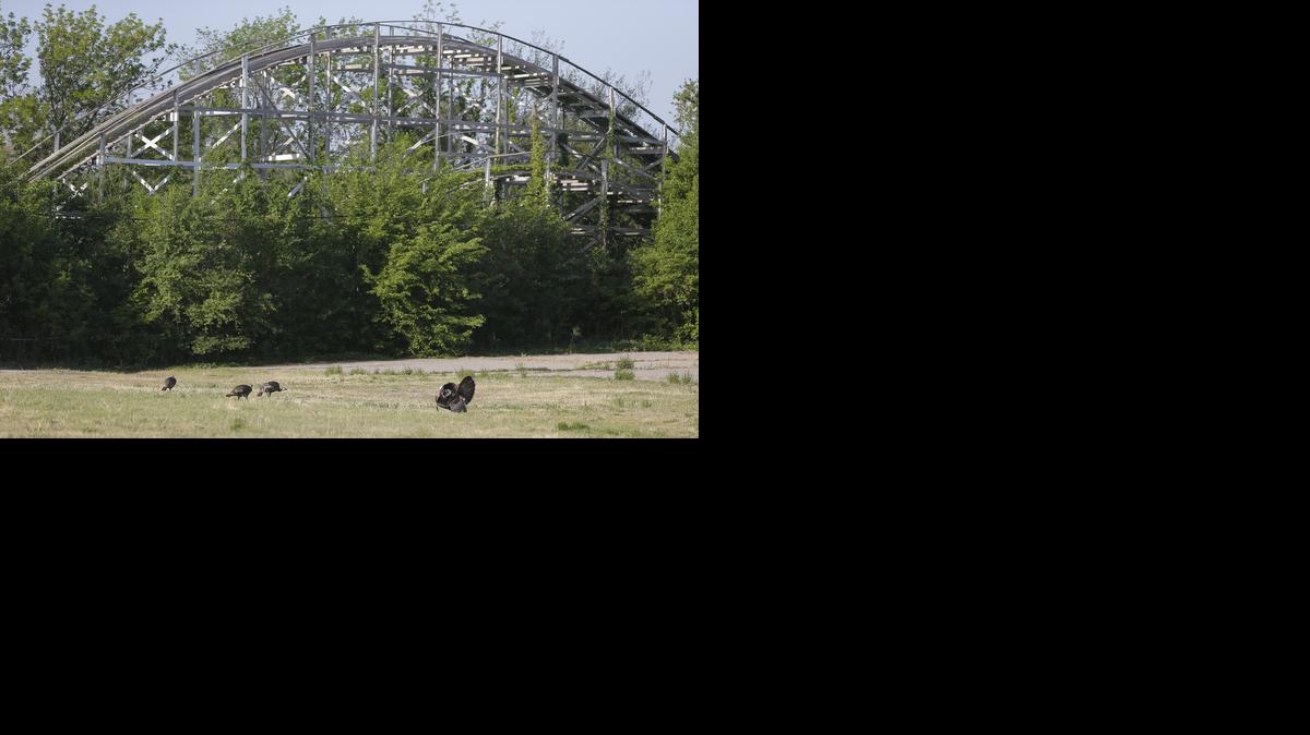 A tom turkey struts inside the dilapidated Joyland amusement park on Wednesday morning. Members of the Historic Preservation Alliance of Wichita and Sedgwick County, Inc. were at the park Wednesday to pick up an animated entrance sign that they bought and plan to restore. The sign, which features neon light animation of two clowns is, according to Greg Kite, "One of the rarest pieces out there."

