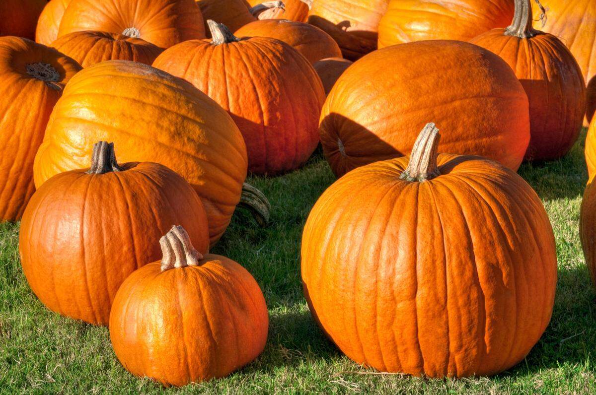 OneRise Health Campus successfully grew 10 acres of corn this year, but next year it may try pumpkins along with community gardens.