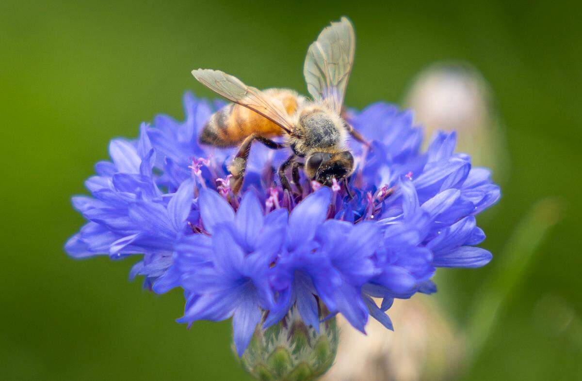 Bees and butterflies appear to be happy with the new landscaping at the old Firehouse No. 7 in Riverside, but the city and some neighbors are not.