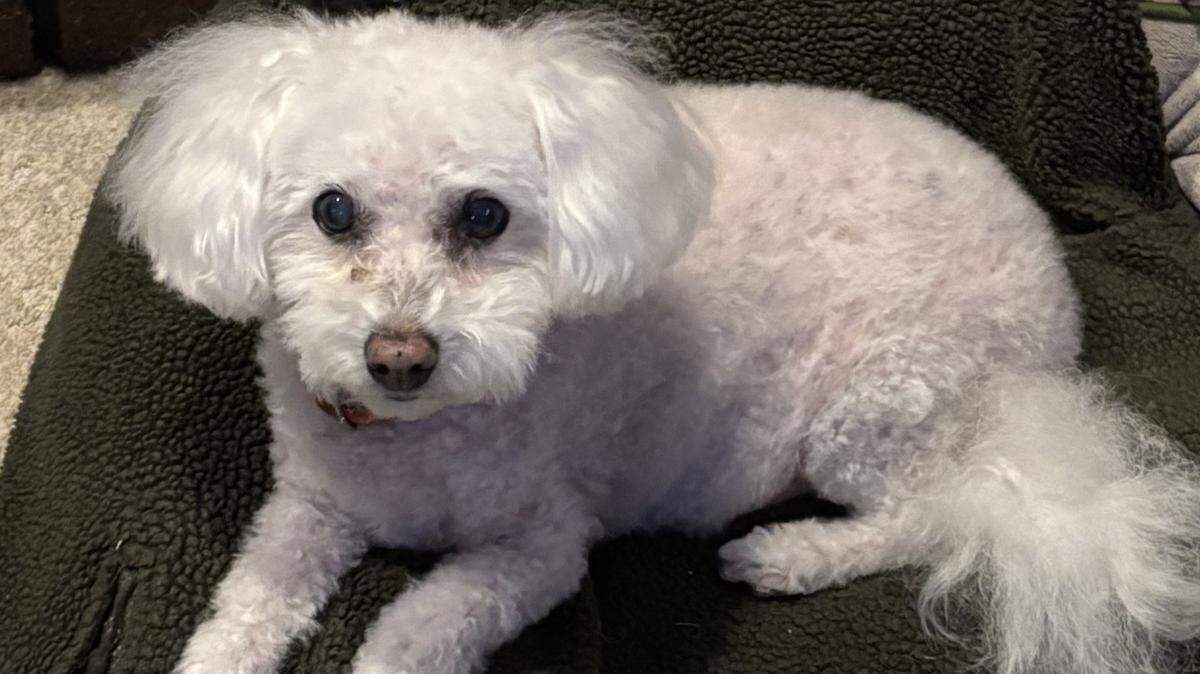 Abi, a 15-year-old Bichon Frise, recently won The Eagle’s cutest dog competition.