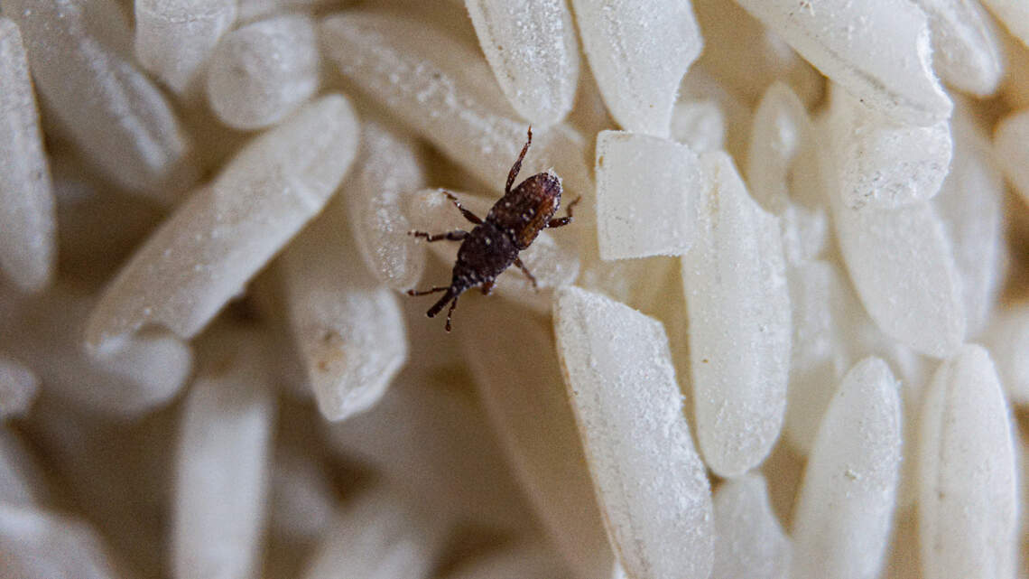 Rice weevils, rotten salad, cockroaches, sticky residue & more at Wichita restaurants