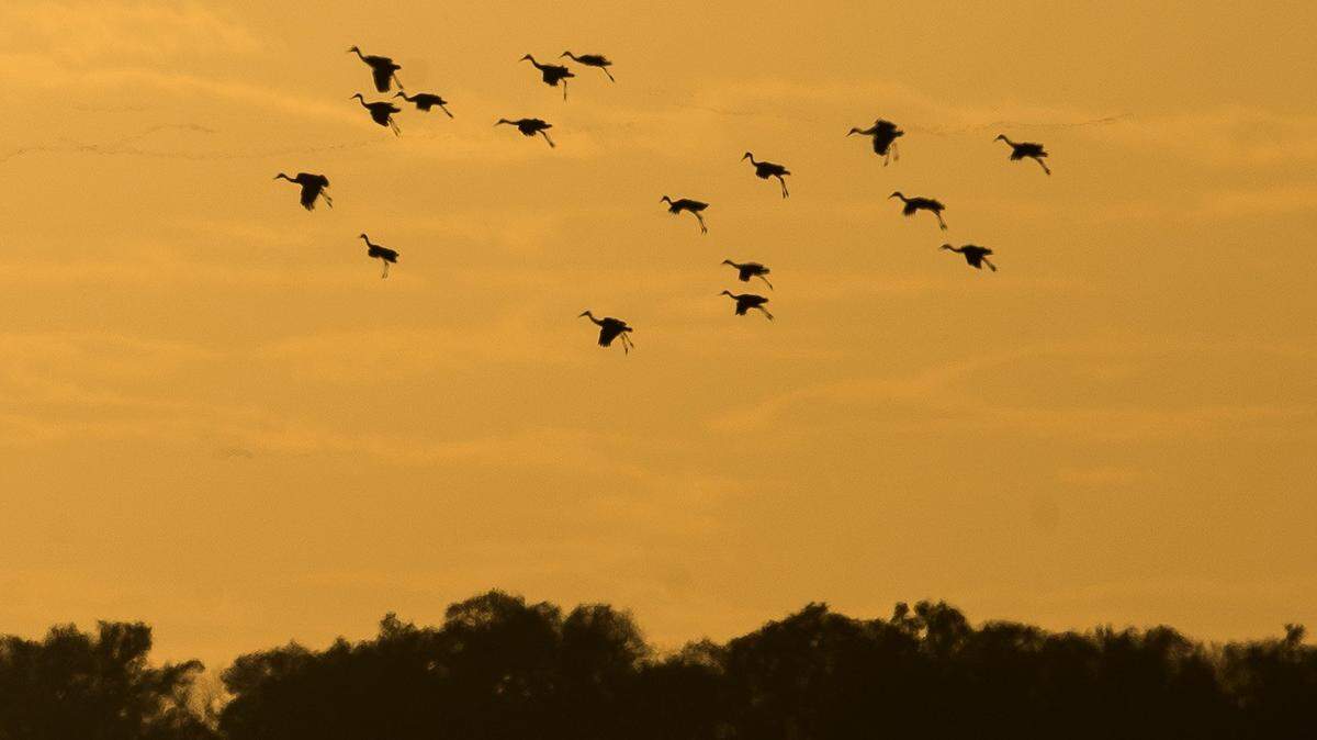 Sandhill cranes roost for the night at the Quivira National Wildlife Refuge in this October 29, 2017, photo. The cranes may be returning to Kansas this time of year as part of their annual fall migration.