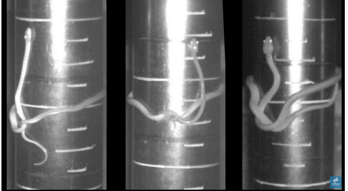 The movement is called “lasso locomotion” and researchers say it has enabled brown snakes to do what seems impossible.