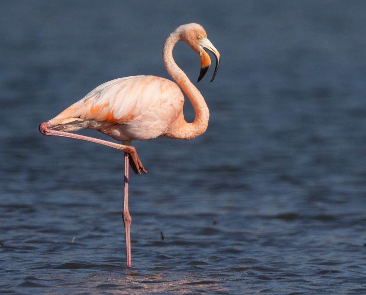 A flamingo stands in shallow water at the Chase County State Fishing Lake and Wildlife Area near Cottonwood Falls on Sunday. Sightings of the tropical bird in Kansas first began circulating last Wednesday and not bird watchers have descended on the lake to catch a glimpse of a bird not normally seen in the Great Plains.