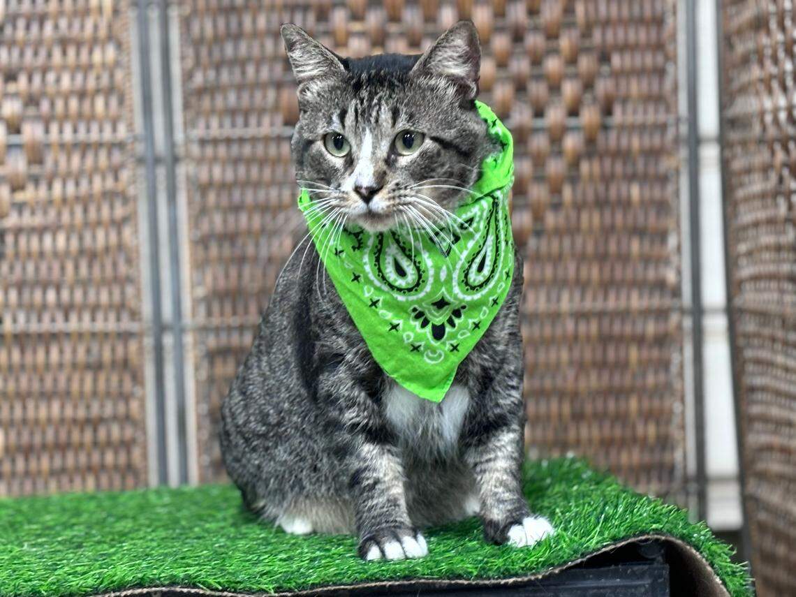 Esbee the cat got dressed up on Friday for the unveiling of the new medical center named for Spencer of SB Mowing and his followers. Spencer helped rescue Esbee, who in turn helped rescue the cat sanctuary.