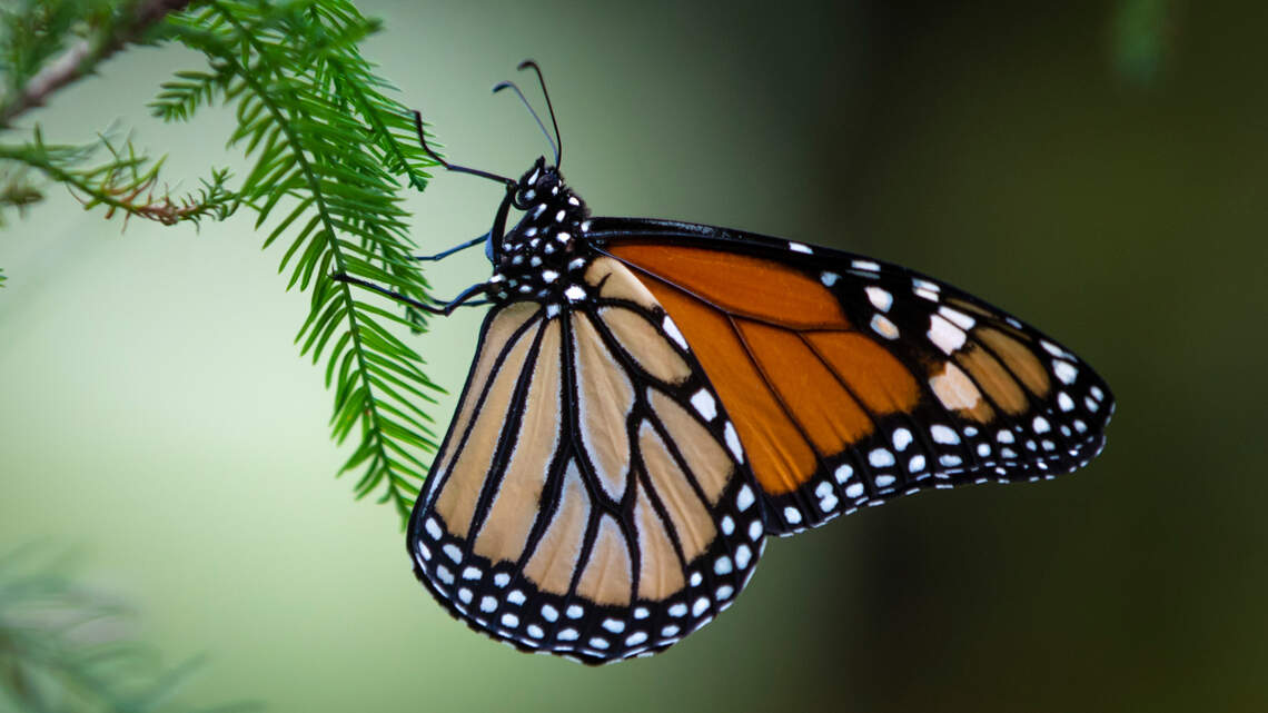 It’s monarch butterfly season once more. Here’s how to attract and spot them in Kansas
