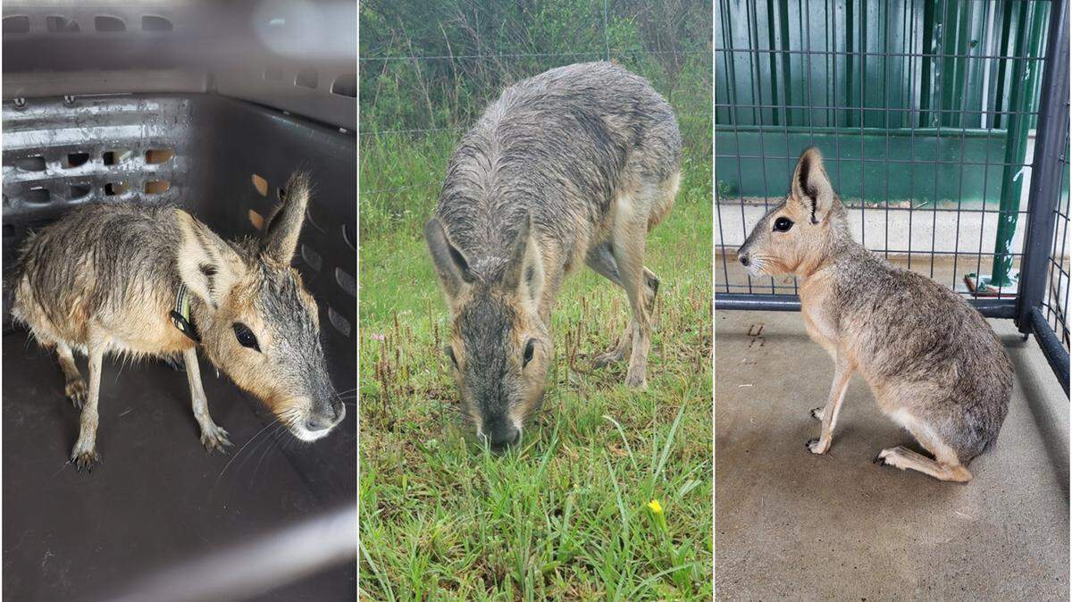 An “unusual animal” rescued by deputies with the Harris County Precinct 5 office perplexed. “Rabbit or deer?” Neither.