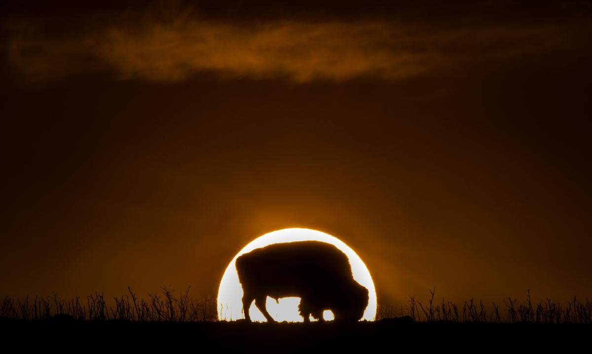 A bison grazes before a setting sun at the Tallgrass Prairie National Preserve in 2021. 