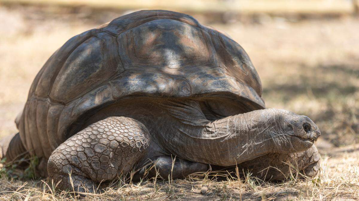 Rocket is an Aldabra giant tortoise who weights 508 pounds and is 90 years old. He’s one of the Sedgwick County Zoo’s original residents. The zoo is holding its Back to School Bash on Saturday, when people can get discounted admission.