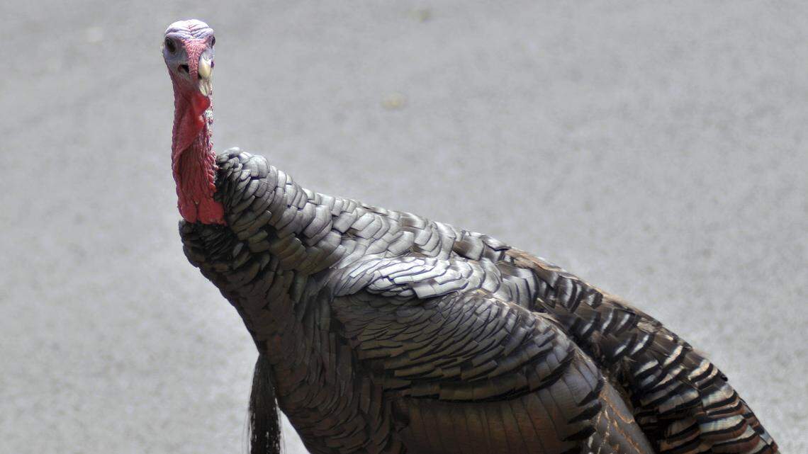A wild turkey walks through a residential neighborhood in Mass. in this file photo.