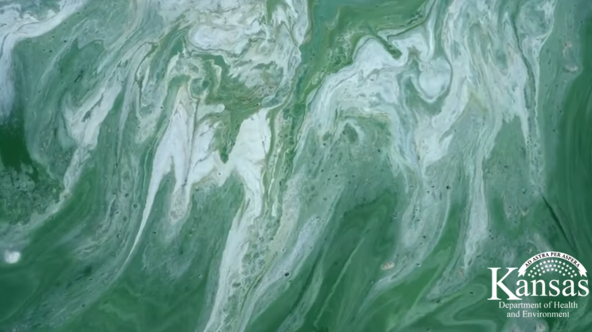 Close-up photo of a harmful algal bloom. 