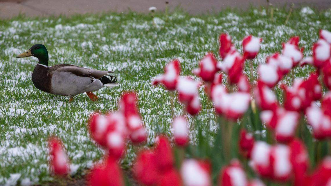 A mallard duck walks past snow-covered tulips outside of Botanica on Tuesday after a light snow fell in Wichita. Other parts of Kansas received up to 7 inches.