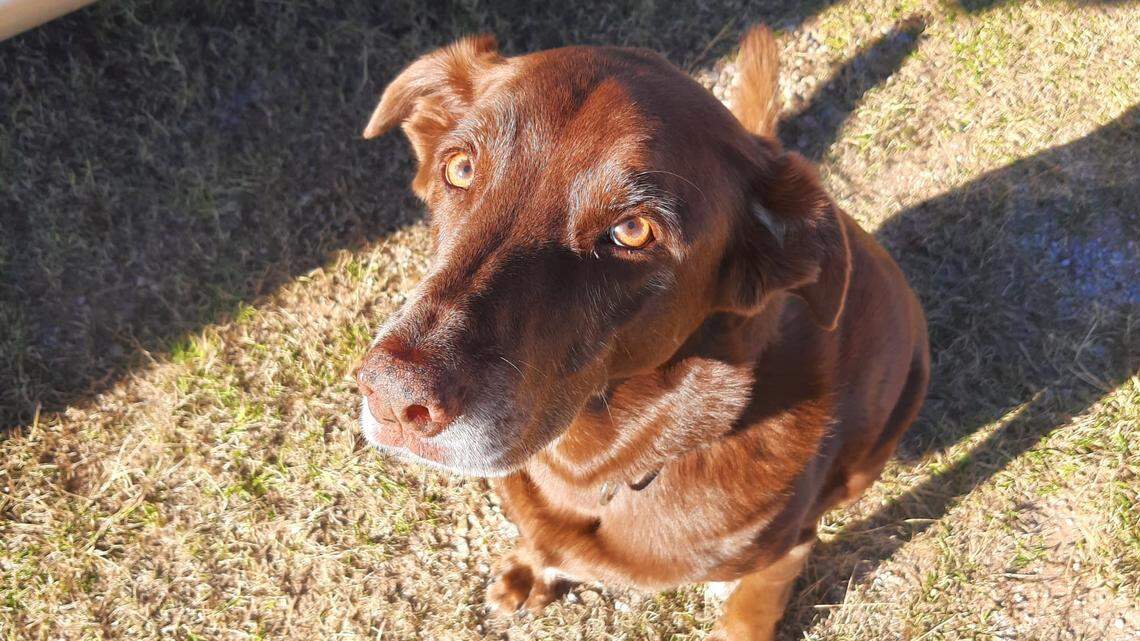 Ruby the K-9 is almost 10 years old and got to swim in the lake after helping catch a suspect nearby.