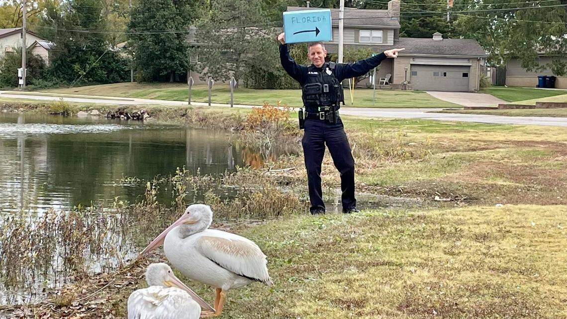 Migrating pelicans are lingering near Augusta City Lake in Kansas.