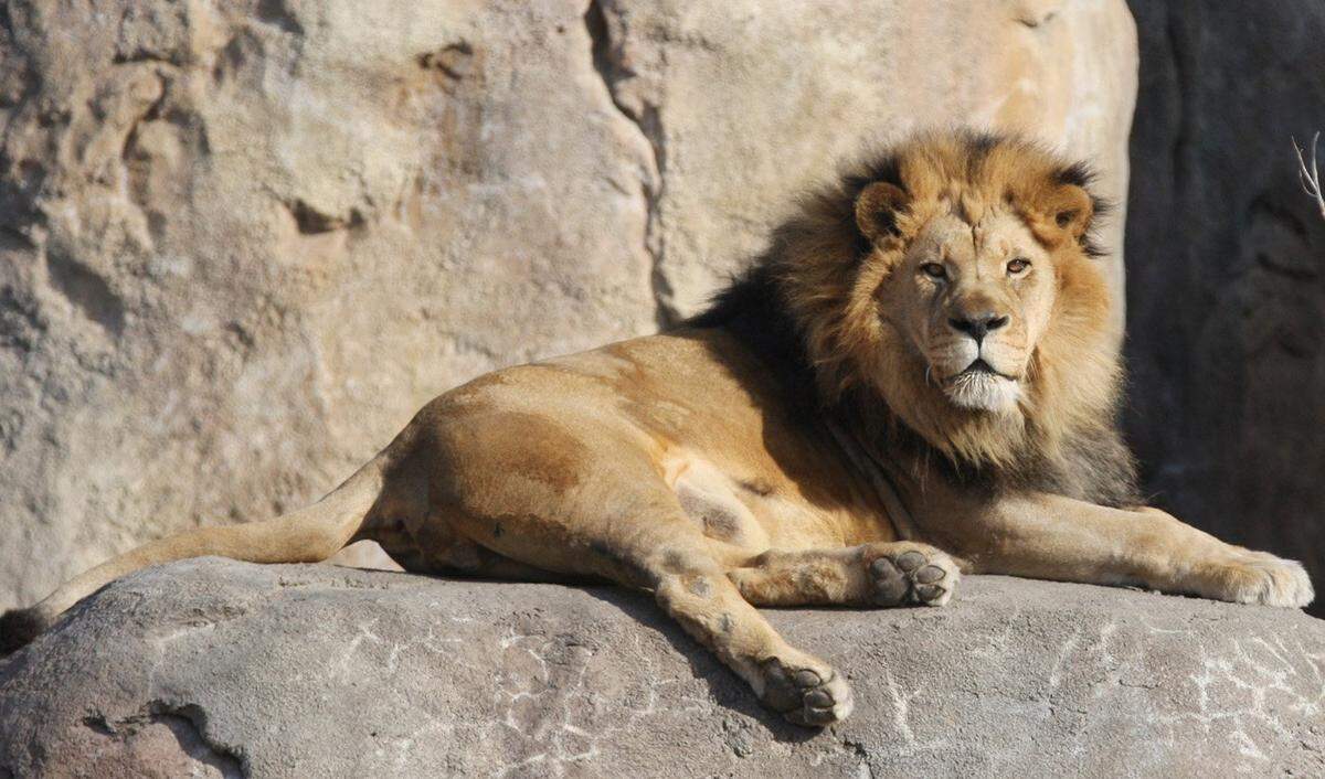 Majola, a male African lion at the Sedgwick County Zoo has died. The lion was over 20-years old.