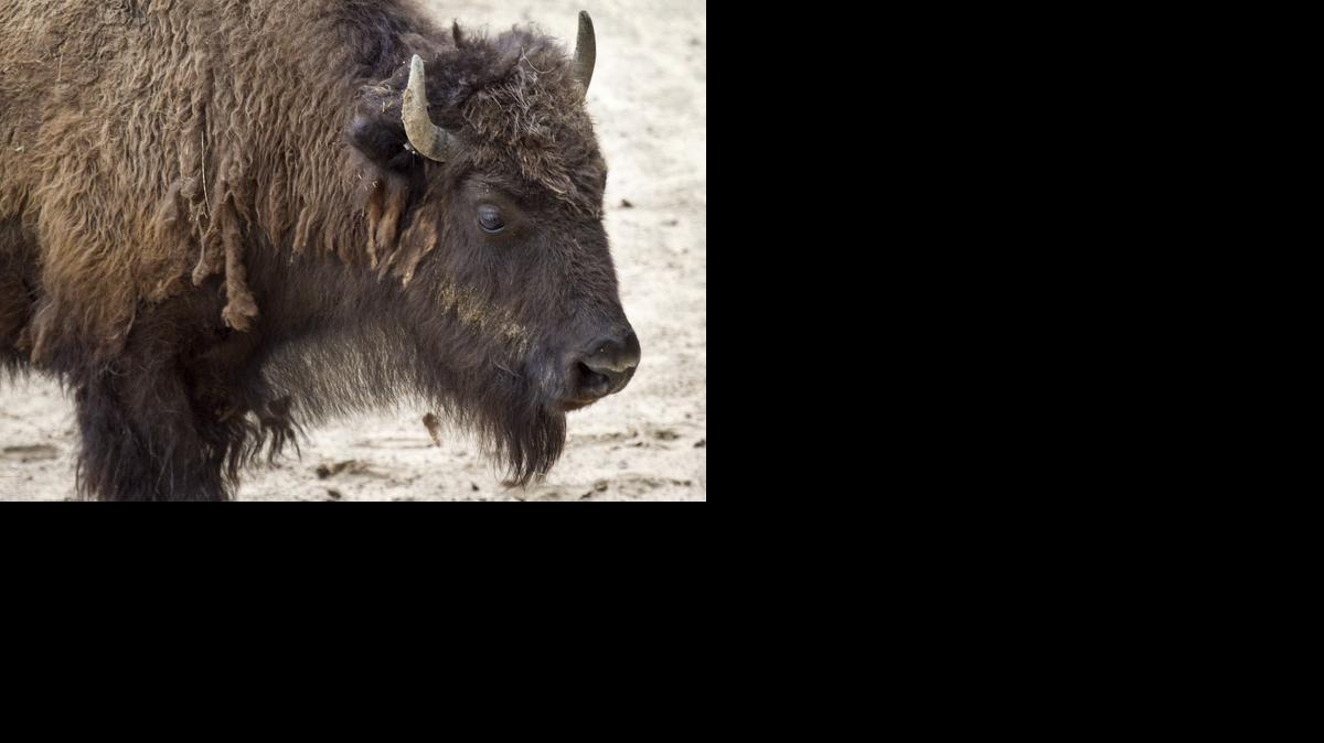 Windy, Sedgwick County Zoo’s new bison. (May 23, 2014) 

