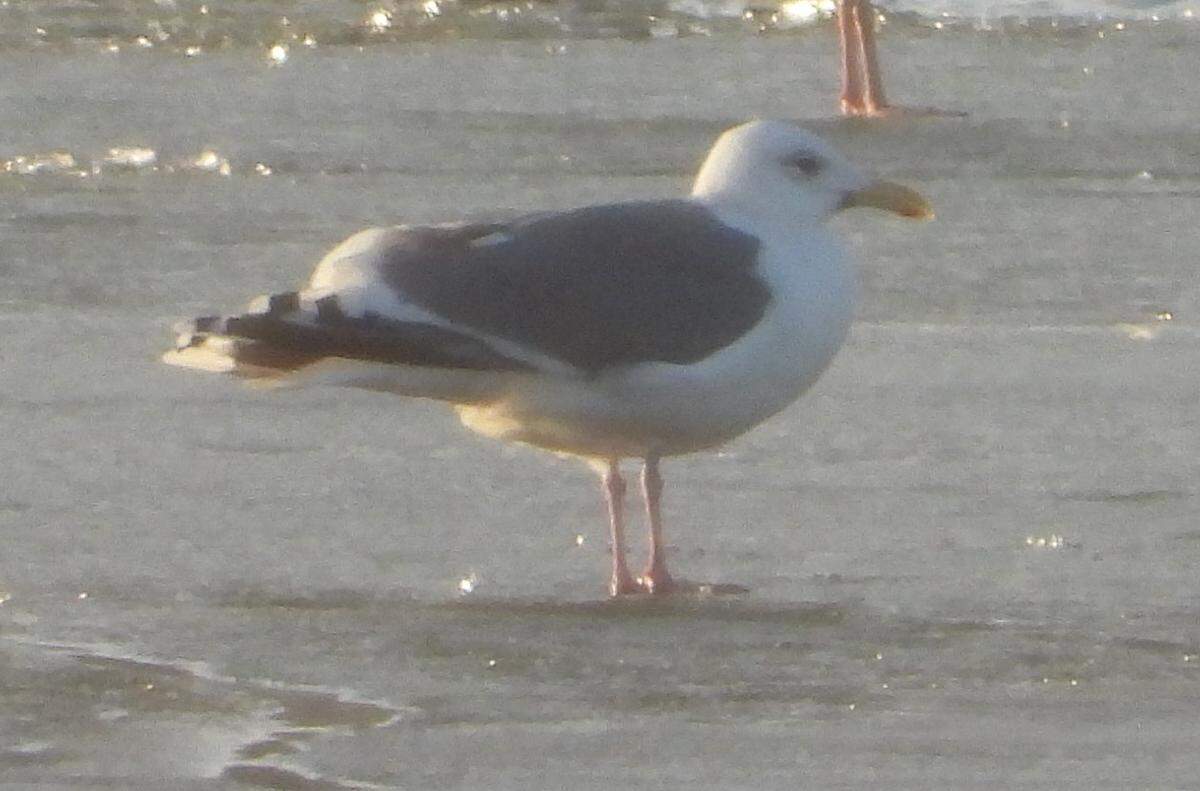Mark Nolen took this photo of a slaty-backed gull in February at Cheney Lake. It is the first time the bird has been spotted in Kansas.