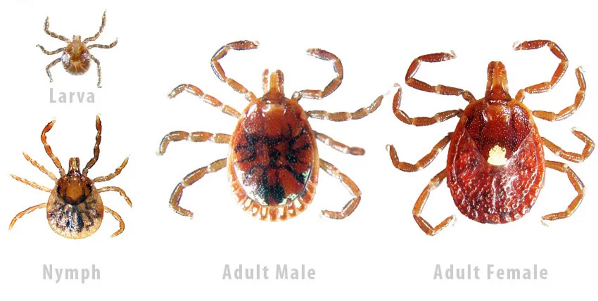 Lone star tick.