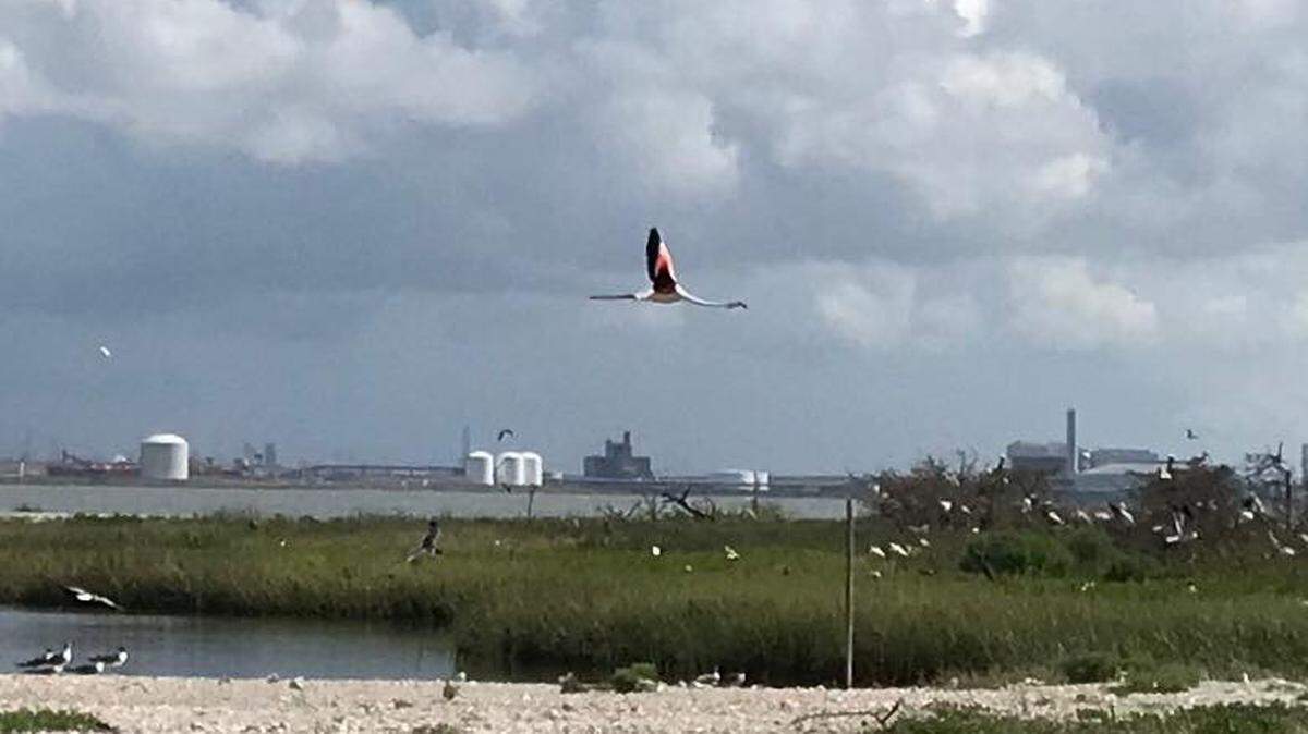 Flamingo No. 492 escaped the Sedgwick County Zoo in Wichita in June 2005 and was just spotted along the Texas coast.