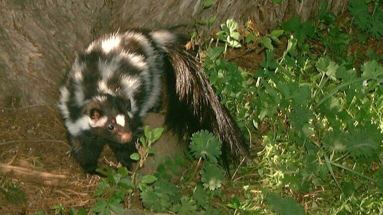 Handstand-performing skunk disappearing from the Plains. It may be endangered soon