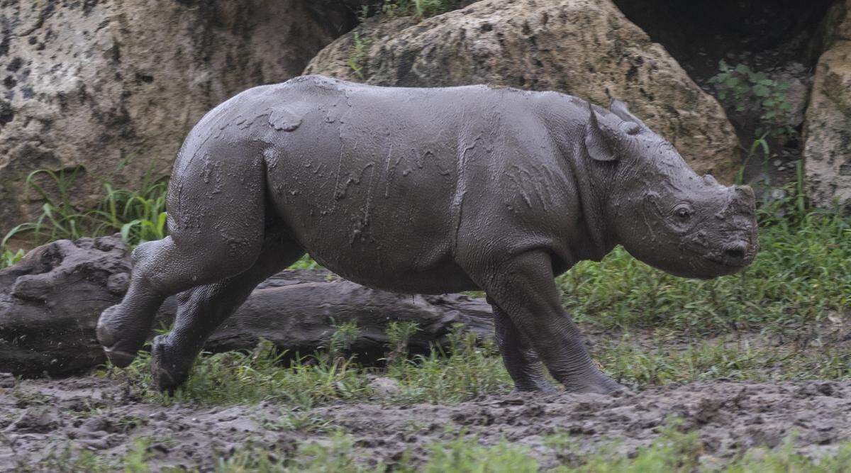 Rainy days are some of the best times to visit KJ, the Sedgwick County Zoo’s 4-month-old baby rhino.