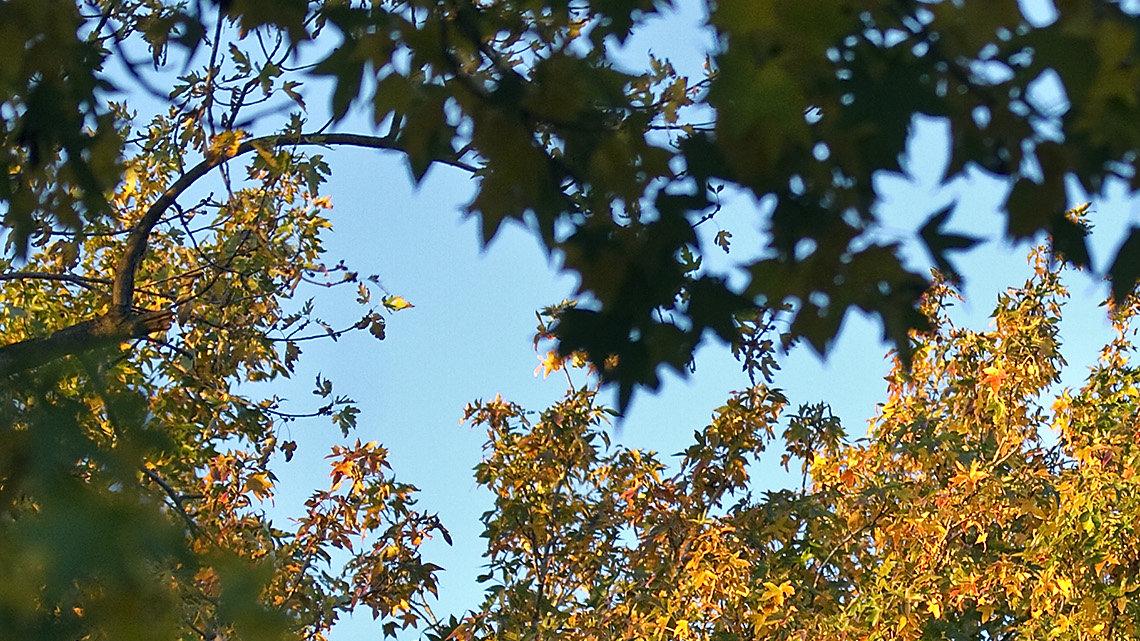 Sounds in Riverside not the roaming mountain lion, but red foxes, officials say