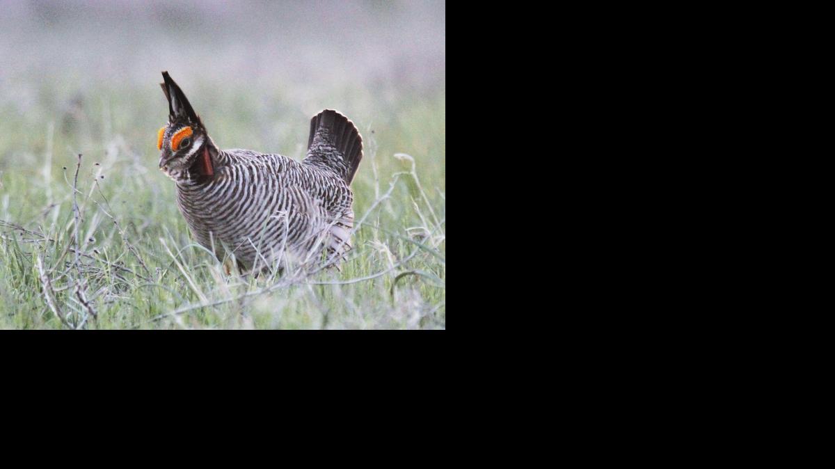 SB 276 would declare state sovereignty over non-migratory wildlife, as a way to prevent federal regulation of Kansas wildlife. The lesser prairie chicken, pictured, was named to the threatened species list by U.S. Fish and Wildlife Service in March.


