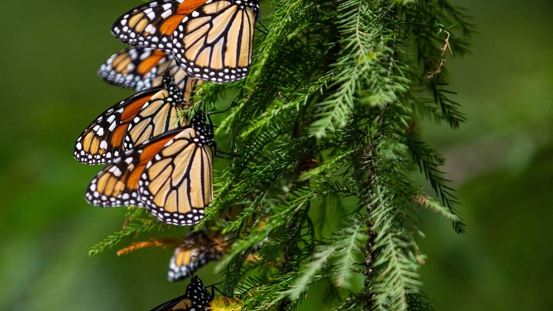 These few steps can help Monarch butterflies