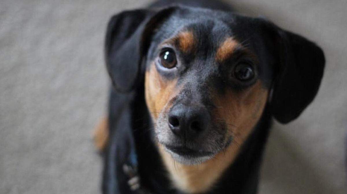 Have you fallen in love with a puppy featured in an online ad? It could be a scam.