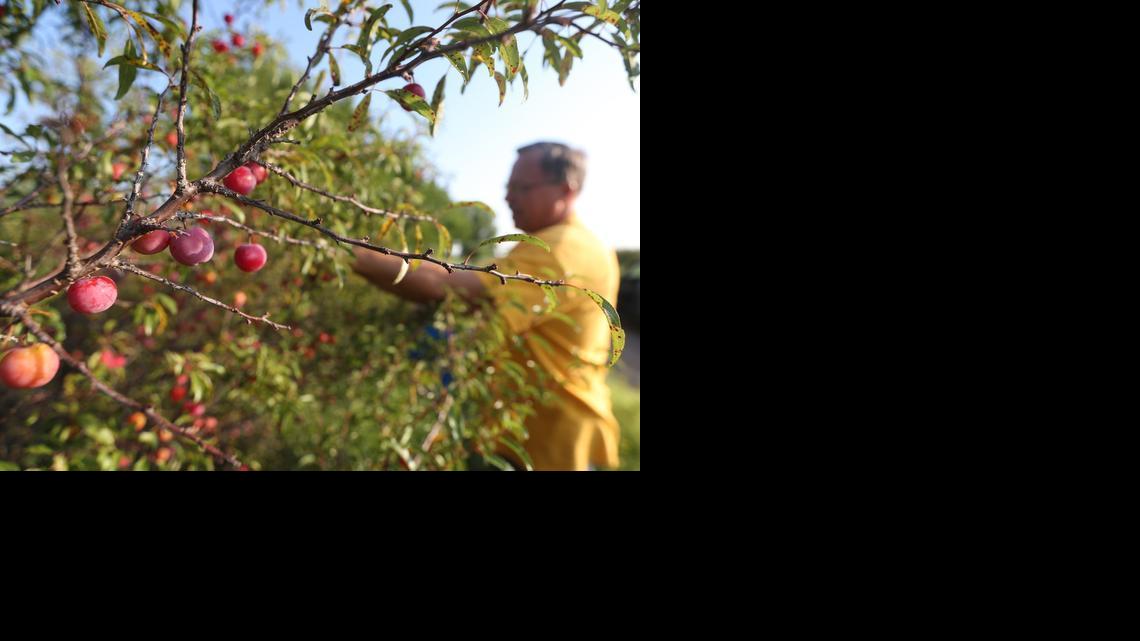  Clair Moore of Stafford runs a bed-and-breakfast that offers people a chance to go out and pick sandhill plums for themselves. (July 24, 2014)

