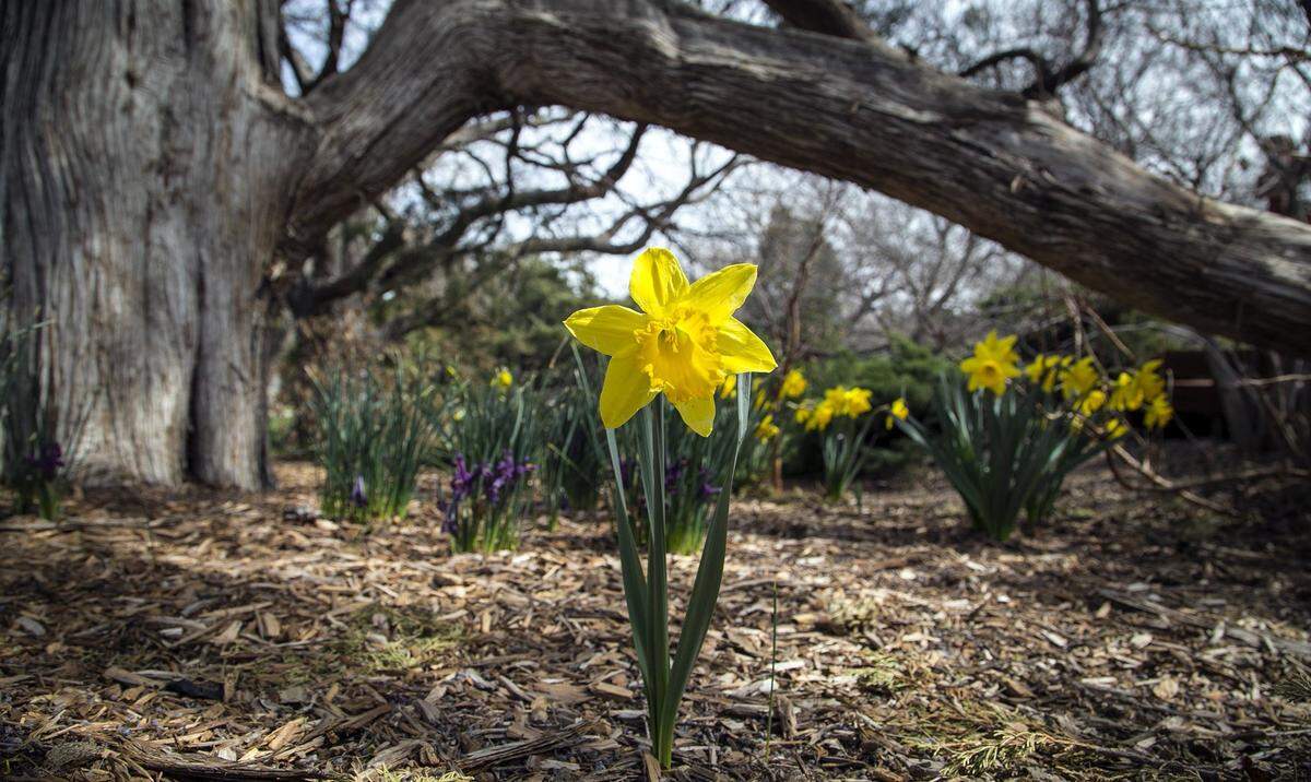 Daffodils are common for Kansas in March, but other flowers are popping up that shouldn’t be due to warm temperatures in the air and ground.
