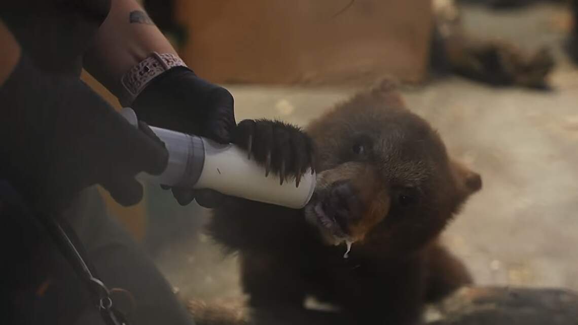 Two 8-pound black bear cubs are at Sedgwick County Zoo. Here’s when you can see them