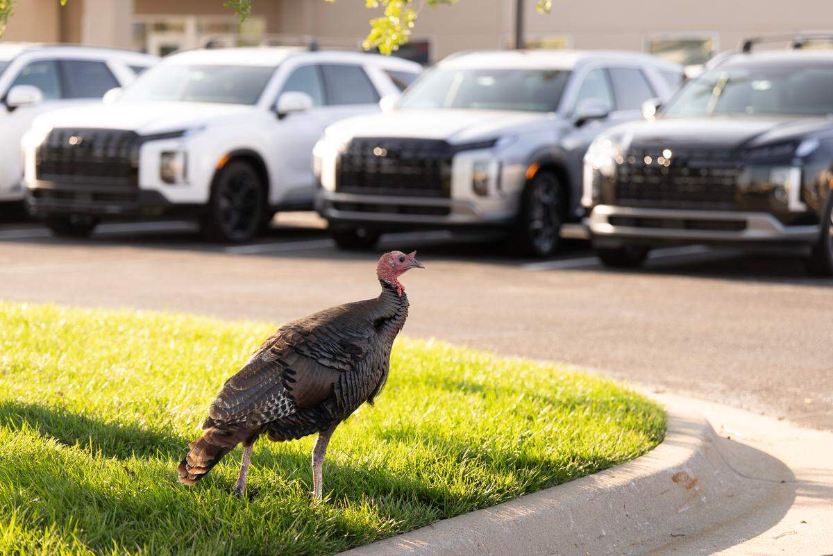 You may know the turkey who hangs out at Central and Greenwich, but do you know the woman who considers herself his publicist? A new Wichita Eagle mini-documentary series called ICT in 70 will introduce you to her.
