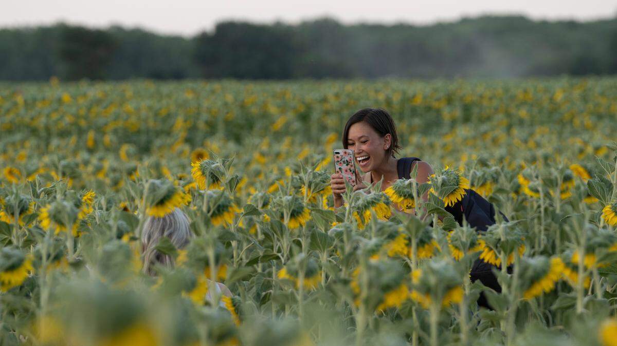 The sunflower field at the Klausmeyer Farm and Pumpkin Patch in Clearwater, Kansas was filled with visitors taking photographs and wandering through the 40 acres of blooms.