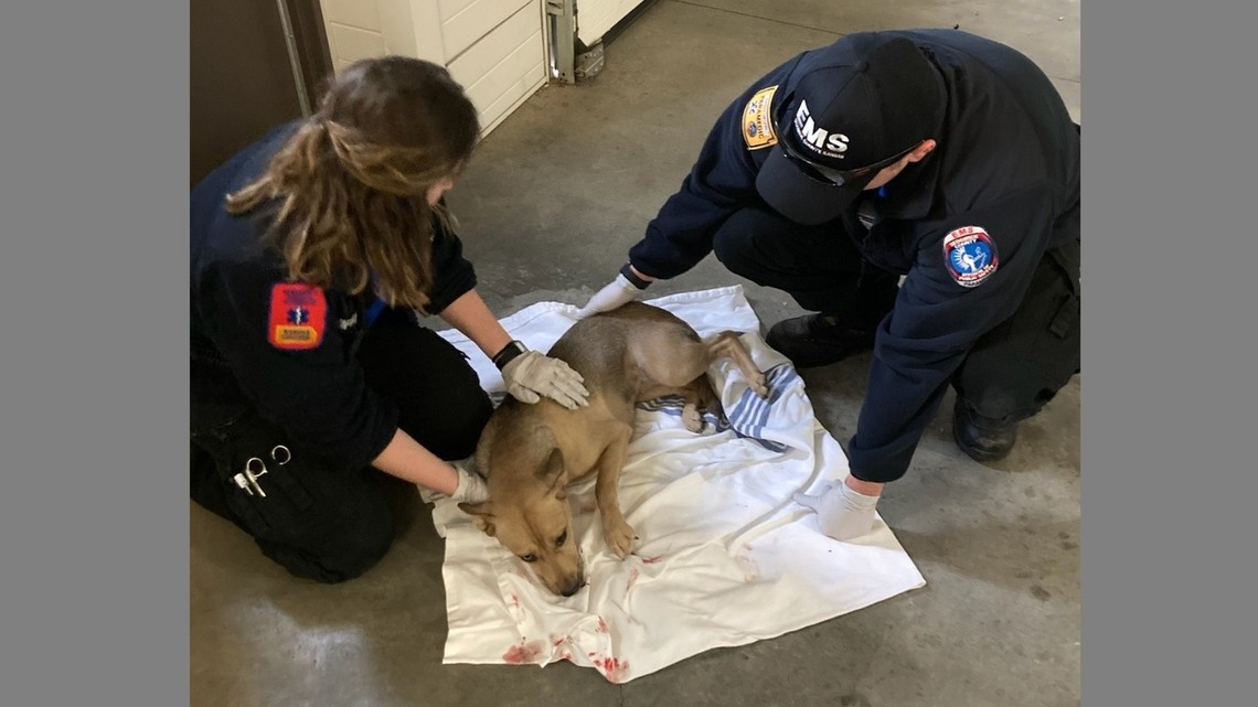 Wichita Rescue Kansas paramedics rescue Sugar the dog from Wichita street | Wichita Eagle
