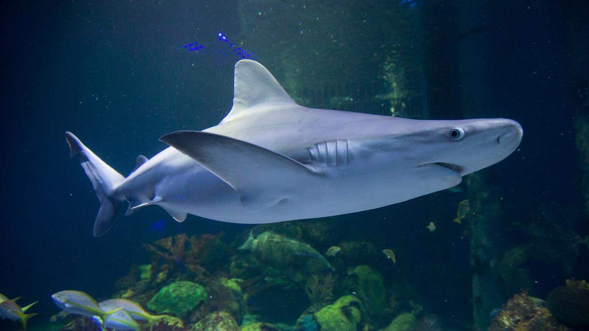 Sharks will be the main attraction at Sea Life Kansas City this summer.