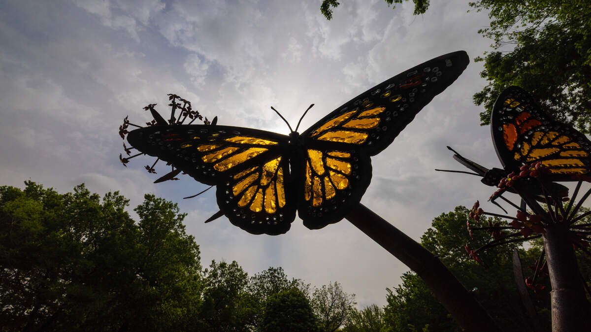 The exhibit Glass in Flight 2 by Alex Heveri can be seen at Wichita’s Botanica gardens. The exhibit, with pieces made of metal and glass, features various pollinators and celebrates their role in nature.