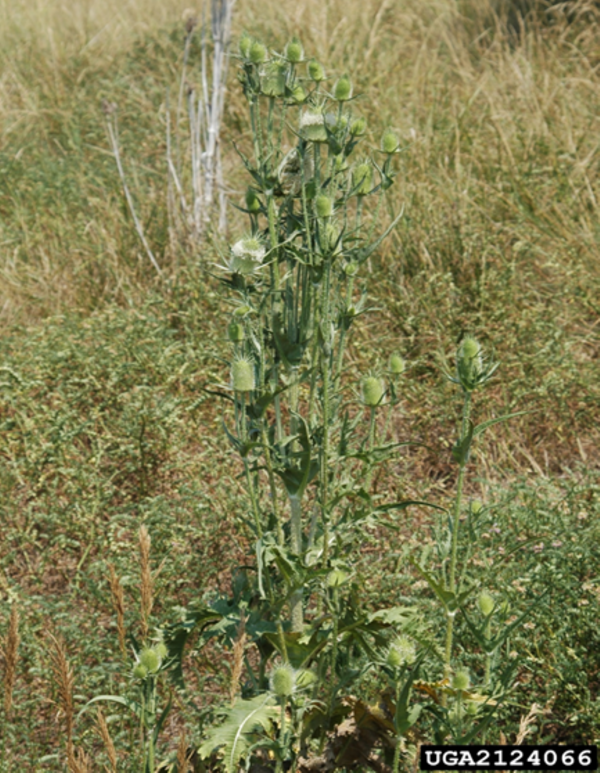 Cutleaf teasel is now on the Kansas Noxious Weed List.