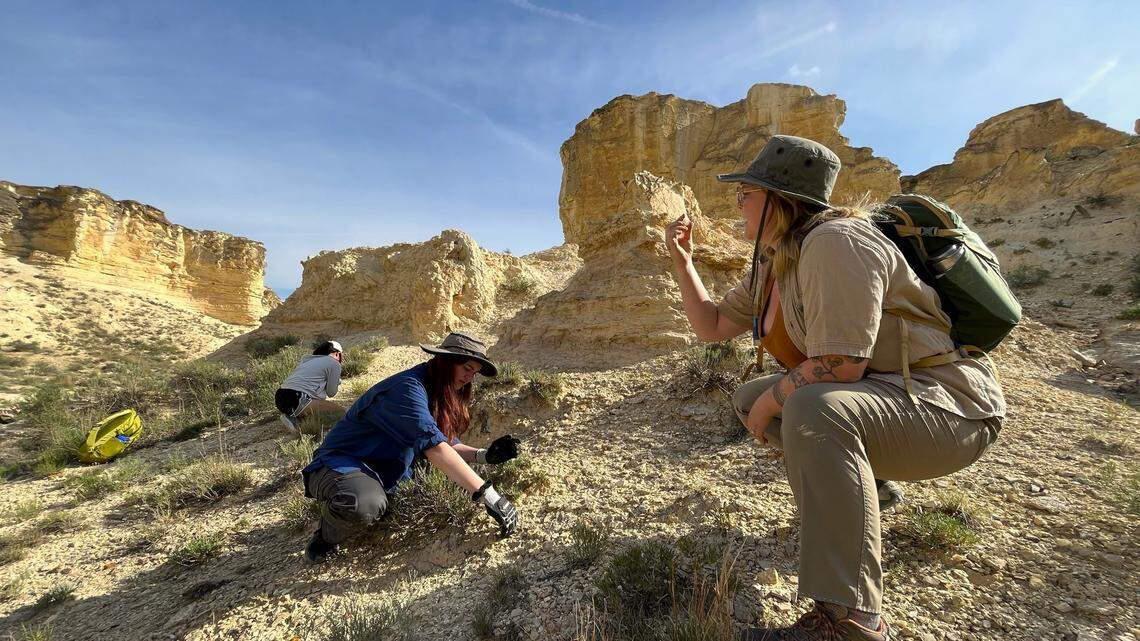 Eighty million years ago, a vast inland sea covered all of western Kansas. Now, scientists and fossil hunters search through the rubble at places such as Castle Rock badlands for clues about the ancient ecosystems that once thrived there.