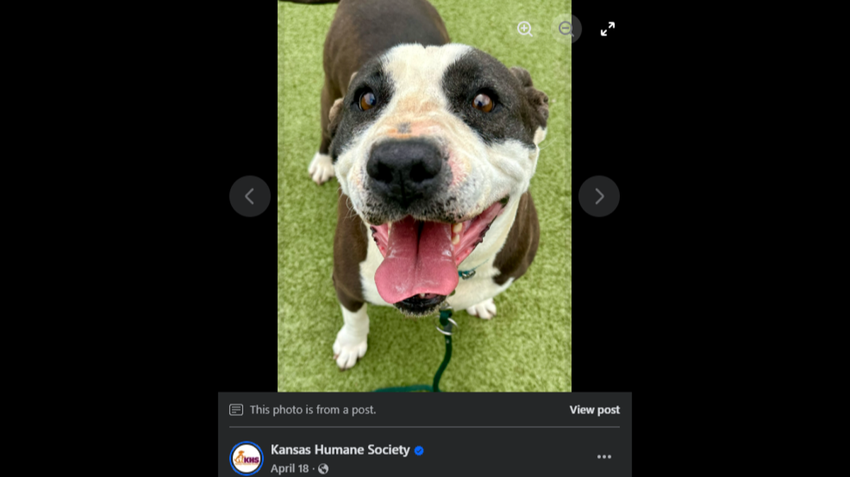 Duke has been waiting at the shelter since April 14.