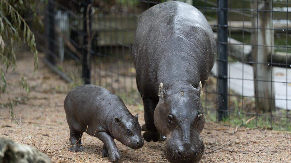 Mars is a pygmy hippo calf born at Tanganyika Wildlife Park in June to his mother Posey. He has recently become an internet sensation.