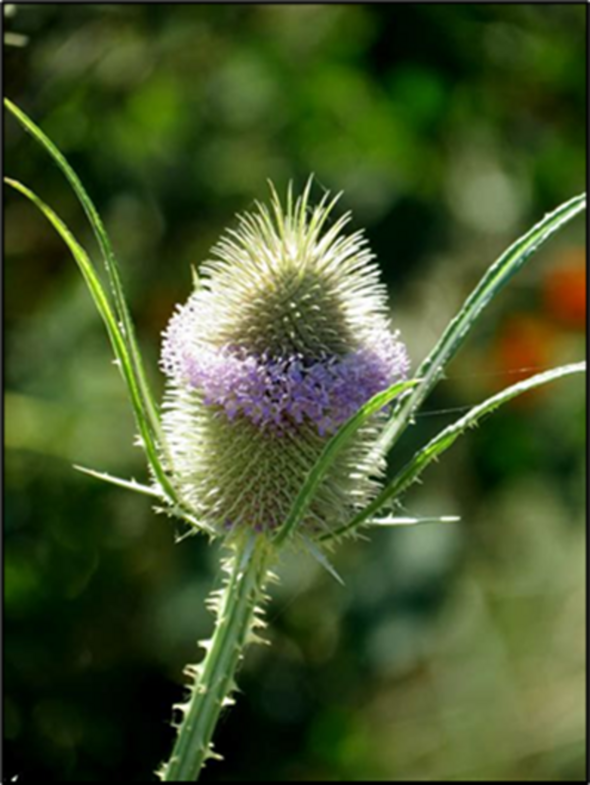Common teasel is now on the Kansas Noxious Weed List.