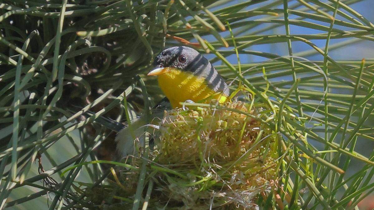 Bob Gress took this photo of a tropical parula Thursday at the Dillon Nature Center. It’s the first time the bird has been spotted in Kansas.